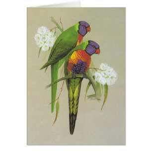 Rainbow Lorikeet - Trichoglossus haematodus