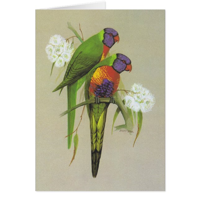 Rainbow Lorikeet - Trichoglossus haematodus (Front)