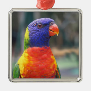 Rainbow Lorikeet (Trichoglossus haematodus 2 Metal Tree Decoration