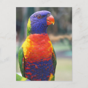 Rainbow Lorikeet (Trichoglossus haematodus 2 Postcard