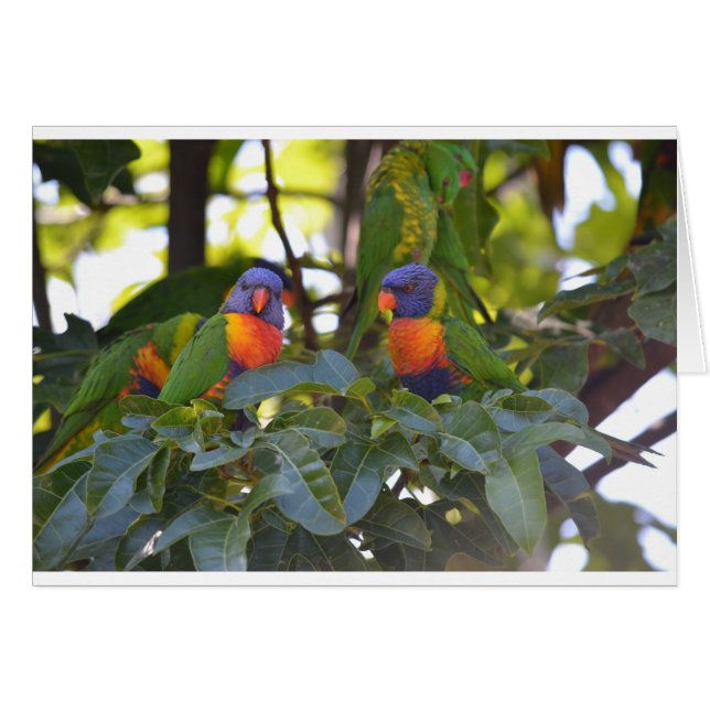 Rainbow Lorikeets (Front Horizontal)