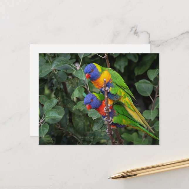 Rainbow Lorikeets, colourful parrots, Postcard (Front/Back In Situ)