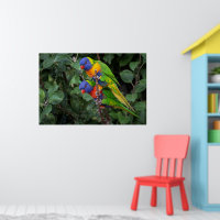 Rainbow Lorikeets, colourful parrots,