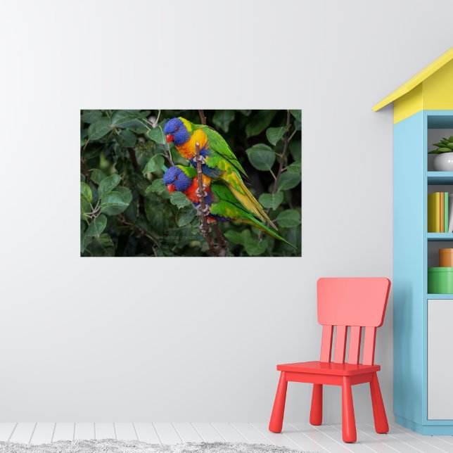 Rainbow Lorikeets, colourful parrots, Poster (Nursery 1)