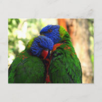 Rainbow Lorikeets in Love Photo
