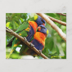 Rainbow Lorikeets Postcard