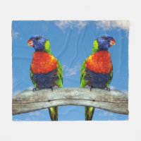 Rainbow lorikeets two perched on a branch