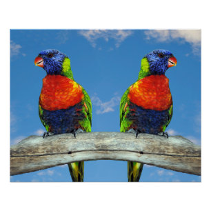 Rainbow lorikeets two perched on a branch poster