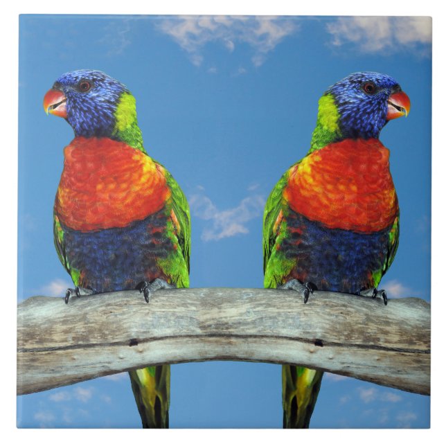 Rainbow lorikeets two perched on a branch tile (Front)