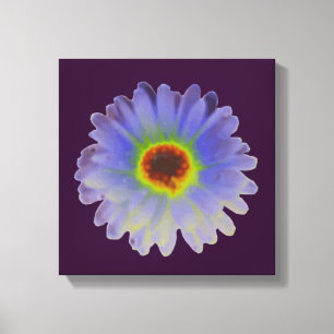 Rainbow Marigold Canvas Print