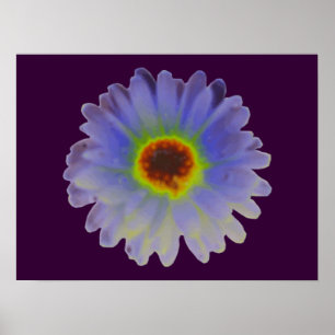 Rainbow Marigold Poster