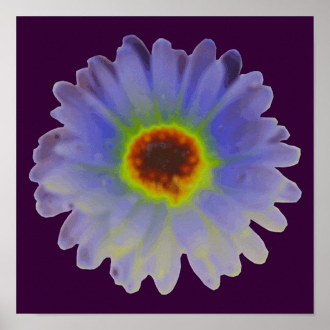 Rainbow Marigold Poster (Front)