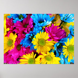 Rainbow of Daisies Poster