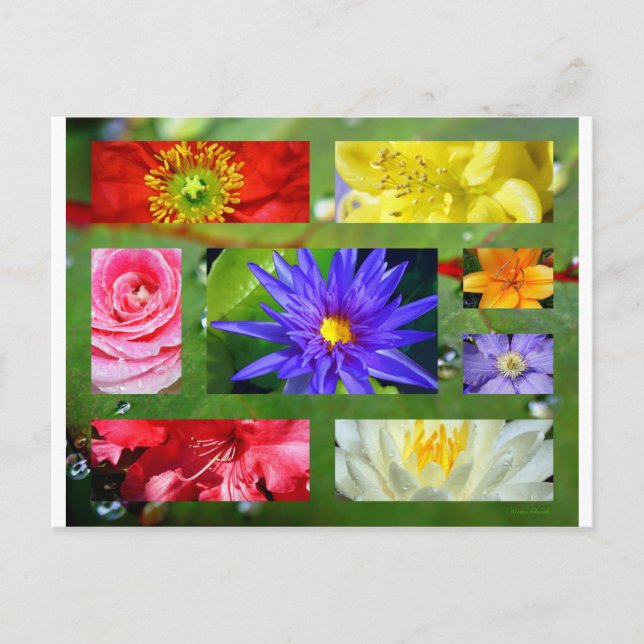 Rainbow of Flowers Photo Collage Postcard (Front)
