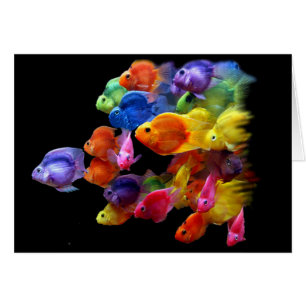 Rainbow of Parrotfish