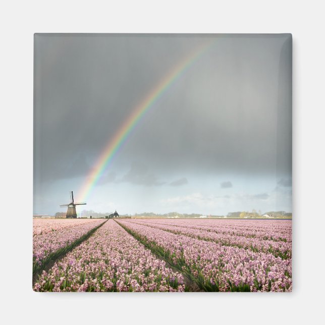 Rainbow over hyacinths and a windmill in Holland Magnet (Front)