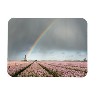 Rainbow over hyacinths and a windmill in Holland Magnet