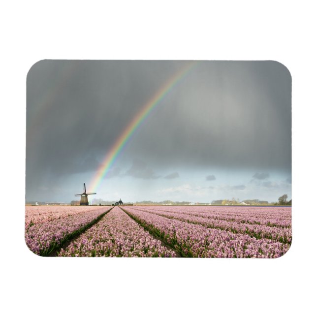 Rainbow over hyacinths and a windmill in Holland Magnet (Horizontal)