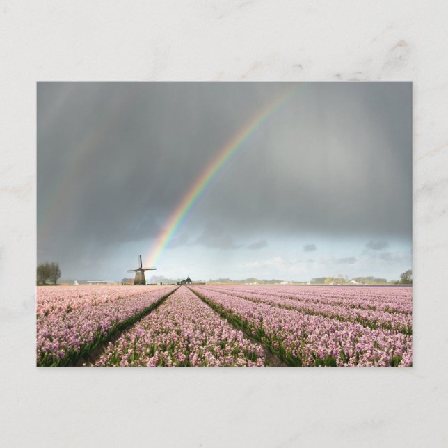 Rainbow over hyacinths and a windmill in Holland Postcard (Front)