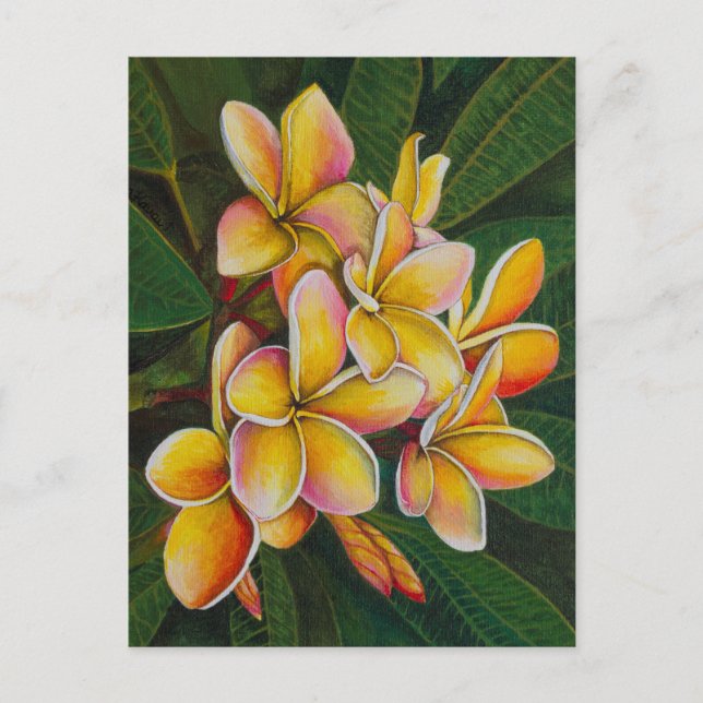 Rainbow Plumeria Postcard (Front)