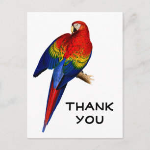 Rainbow Scarlet Macaw Rain Forest Bird Thank You Postcard