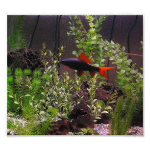 Rainbow shark photo print