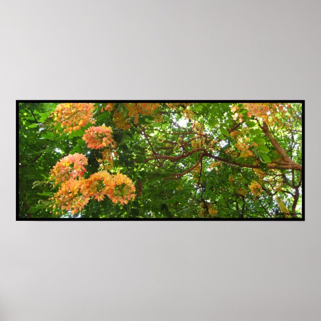 Rainbow Shower Tree Hawaii Poster Prints (Front)