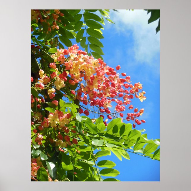 Rainbow Shower Tree Poster (Front)