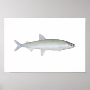 Rainbow Smelt Poster