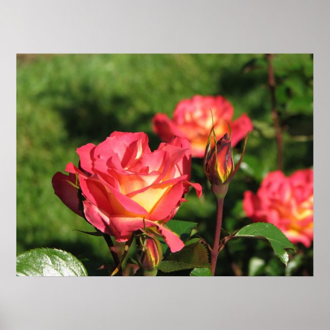 Rainbow Sorbet Floribunda Rose 140 Poster (Front)