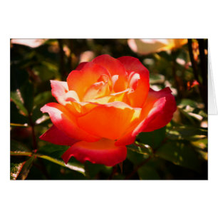 Rainbow Sorbet Rose #5 Card