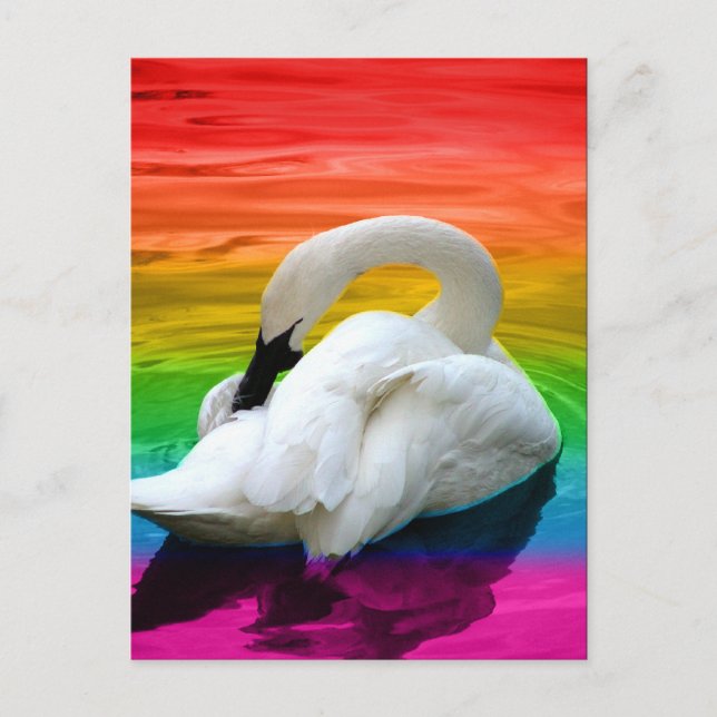 Rainbow Swan Postcard (Front)
