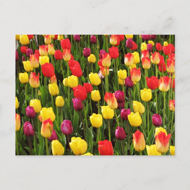 Rainbow Tapestry Postcard (Front)