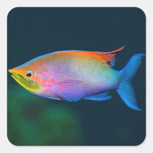 RAINBOW TROPICAL FISH SQUARE STICKERS