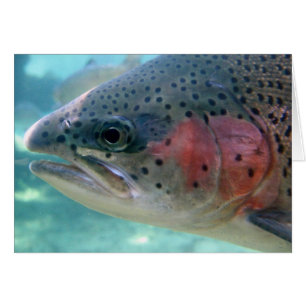 Rainbow Trout