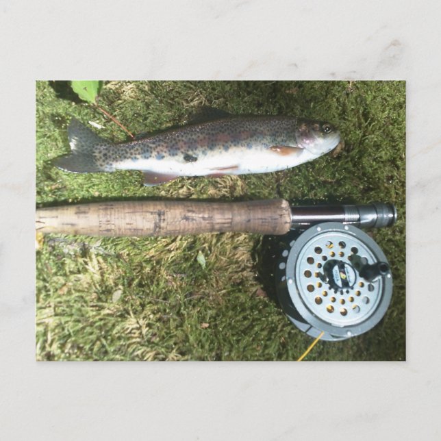 rainbow trout and fly fishing reel postcard (Front)