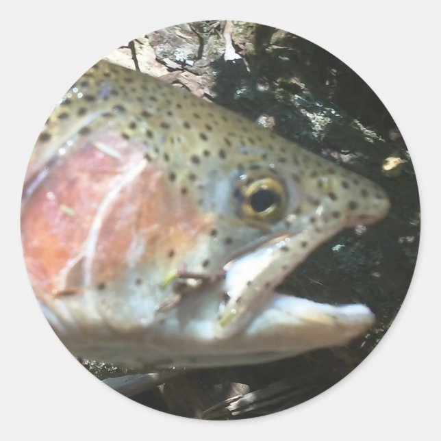 Rainbow trout classic round sticker (Front)