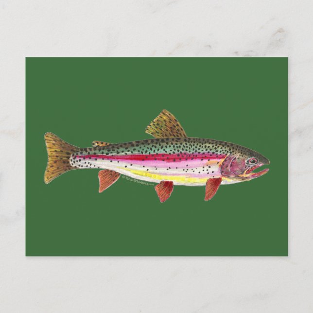 Rainbow Trout Fish Postcard (Front)