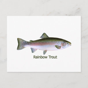 Rainbow Trout Fishing Logo Postcard