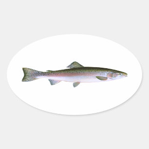 Rainbow Trout Oval Sticker