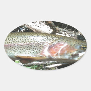 Rainbow trout oval sticker
