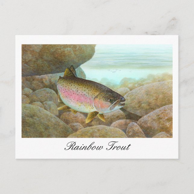 Rainbow Trout Painting Postcard (Front)
