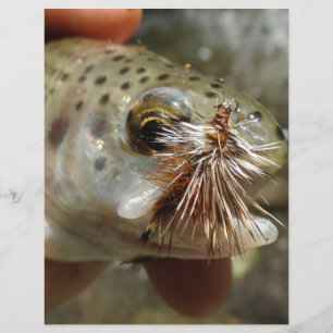 Rainbow Trout photo