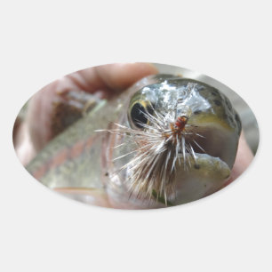 Rainbow Trout photo Oval Sticker
