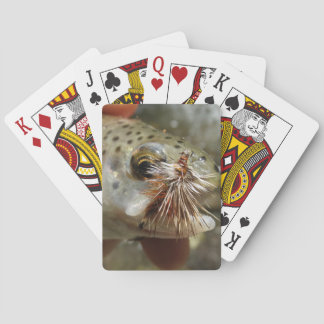 Rainbow Trout photo Playing Cards
