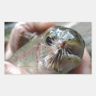 Rainbow Trout photo Rectangular Sticker