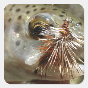 Rainbow Trout photo Square Sticker