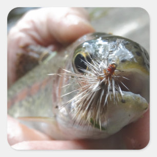 Rainbow Trout photo Square Sticker
