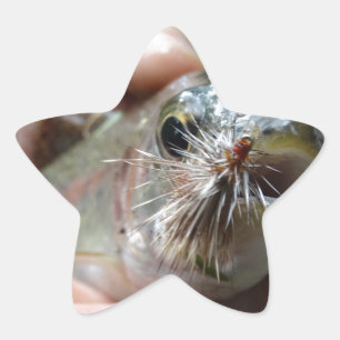Rainbow Trout photo Star Sticker
