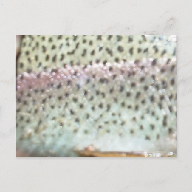 Rainbow trout postcard (Front)